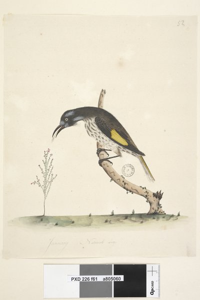 Side 61 Naturlig størrelse Yellow Winged Honeyeater New Holland, 1791-92 af Unknown artist