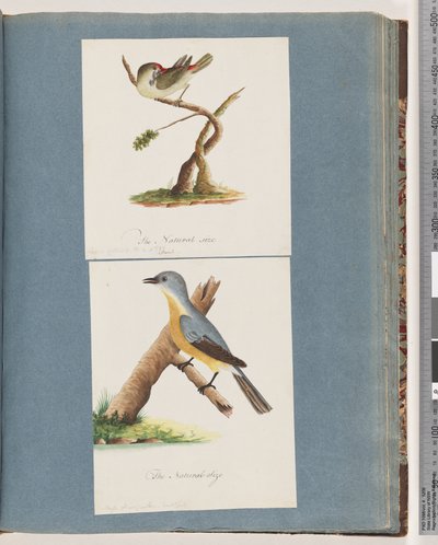 Side 62. Rødbrynet Finke. Loxia astrild. 63. Uidentificeret fugl. Muscicapa flavigastra af Unknown artist