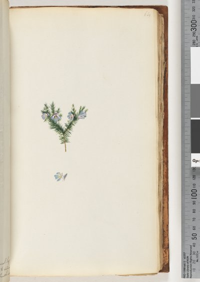Side 64. Uidentificeret plante af Unknown artist