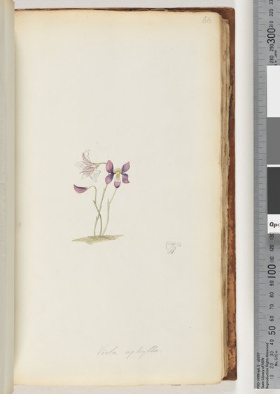 Page 66. Viola aphylla / Wild Violetdani af Unknown artist