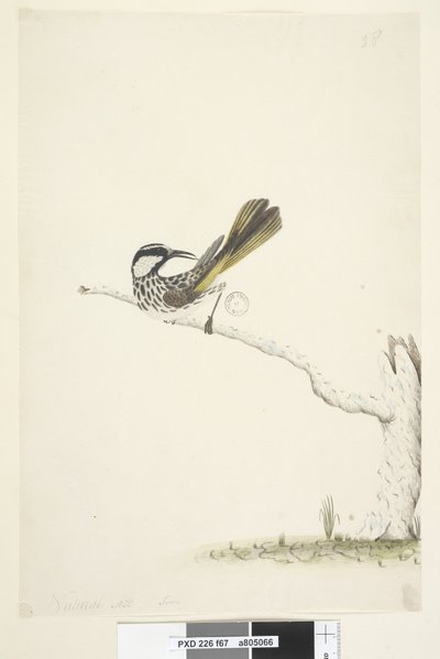 Side 67. Naturlig størrelse,  Juni White, Cheeked Honningeater Phylidonyris nigra, 1791-92 af Unknown artist