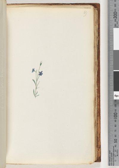 Side 69. Uidentificeret plante af Unknown artist