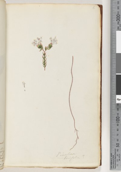 Page 6. Pimeloea linfoliadani af Unknown artist