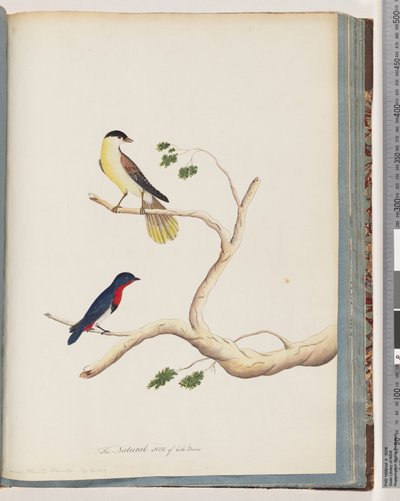 Side 70. 1. Uidentificeret fugl. Bonnet Warbler af Unknown artist