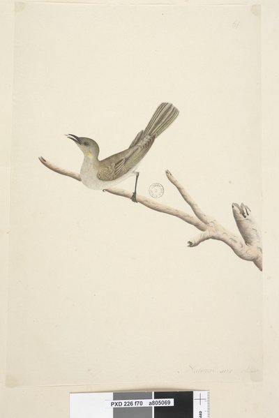 Page 70. Natural size. August Fuscous Honeyeater Lichenostomus fuscus, 1791-92dani af Unknown artist