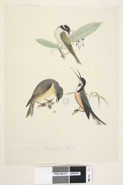 Side 71. 1, 2. Meliphaga. 3., ? nederst i midten i forskellig hånd Naturlig størrelse. Tre fugle er vist: 1. Hvid, nappet honningæder af Unknown artist