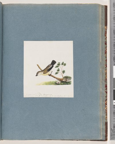 Side 71. Uidentificeret fugl. Pipra ny af Unknown artist
