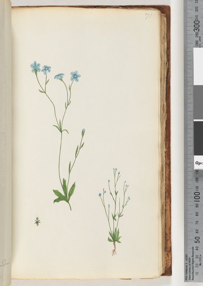 Side 71. Uidentificeret plante af Unknown artist