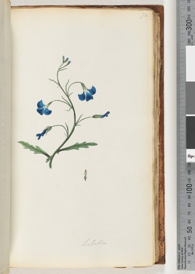 Side 72. Lobelia af Unknown artist