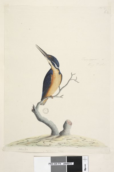 Side 74. Ter,re,a,mar eller King Fisher. nederst til venstre i anden hånd Alcedo. nederst i midten i tredje hånd Naturlig størrelse Azure Kingfisher Alyone azurea, 1791-92 af Unknown artist
