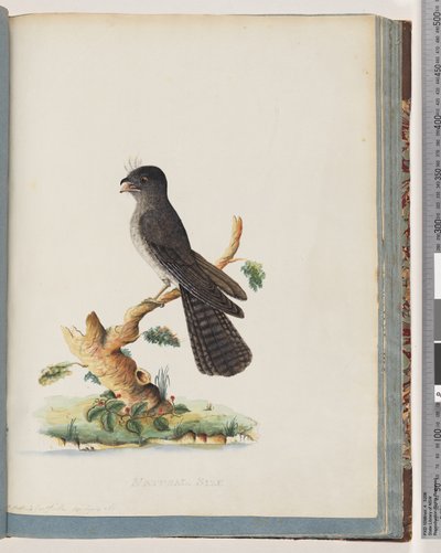 Side 75. Uidentificeret fugl. N. Holland Goatsucker af Unknown artist