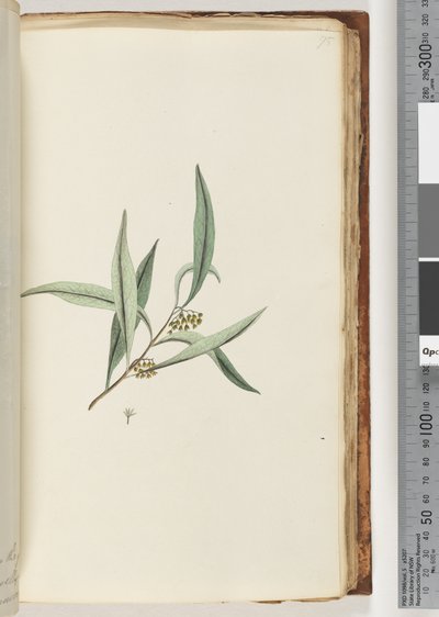 Page 75. Unidentified plantdani af Unknown artist