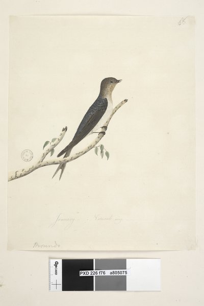 Page 76. Hirundo. at lower center in different hand January Natural size Welcome Swallow Hirundo neoxena, 1791-92dani af Unknown artist