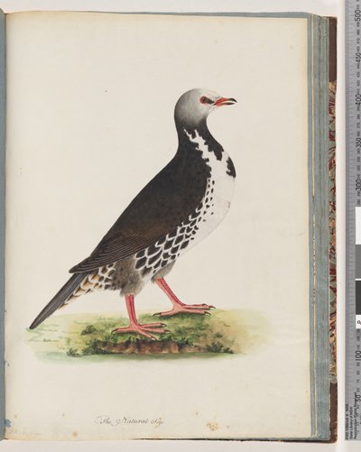 Side 76. Uidentificeret fugl af Unknown artist