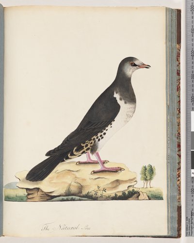 Side 77. Uidentificeret fugl af Unknown artist
