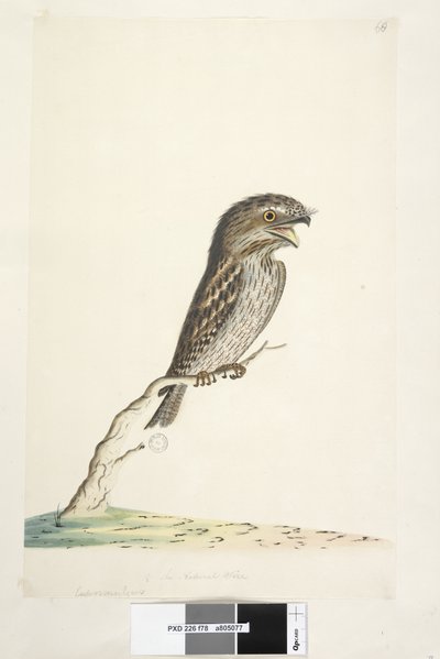 Page 78. Caprimulgus. at lower center in different hand 1/2 the natural size Tawny Frogmouth Podargus strigoides, 1791-92dani af Unknown artist