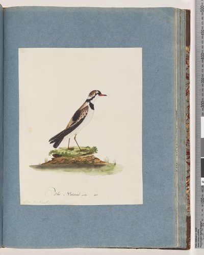 Side 79. Sort-fronted Dotterel. Charadrius Hiaticula af Unknown artist