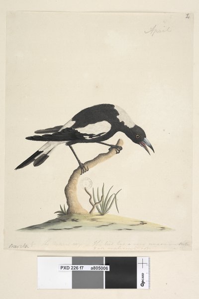 Side 7. Barita. følgende titel i anden hånd 1/2 den naturlige størrelse. en anden note i en tredje hånd, lyder Denne fugl har en meget ualmindelig og ikke ubehagelig tone. Sort, Rygget Magpie Gymnorhina tibicen, 1791-92 af Unknown artist