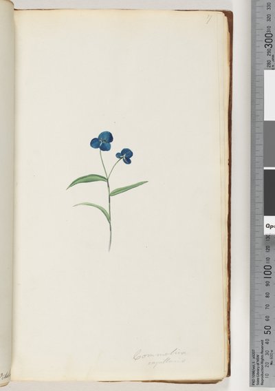 Side 7. Comelina capillaris af Unknown artist