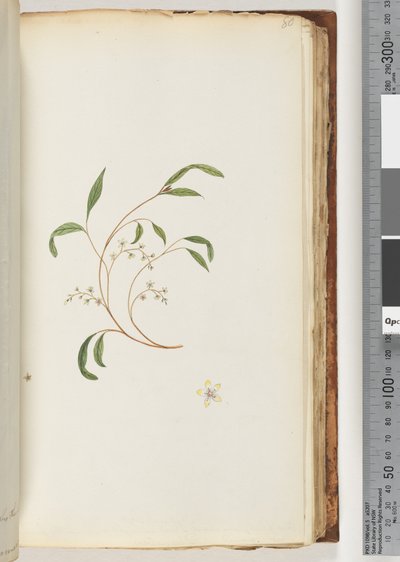 Side 80. Uidentificeret plante af Unknown artist