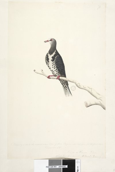Side 81. Wunga, Wungee Pigeon. Tegnet efter målestok 1/2 af den naturlige størrelse. To af disse Pidgeons blev nu set for første gang december 1791.... ligner... Wonga Pigeon Leucosarcia melanoleuca, 1791-92 af Unknown artist