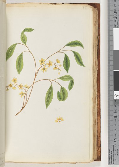 Side 82. Uidentificeret plante af Unknown artist