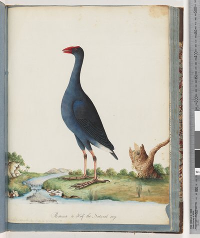 Page 84. Purple Swamphen. Purple Gallinuledani af Unknown artist