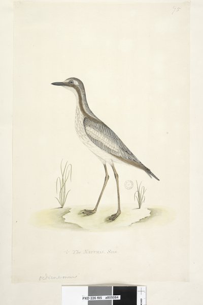 Side 85. Ødiknemus. nederst i midten i anden hånd 1/2 af den naturlige størrelse Southern Stone, Curlew Burhinus magnirostris, 1791-92 af Unknown artist