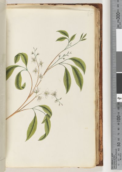 Side 85. Uidentificeret plante af Unknown artist