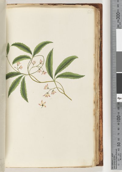 Page 86. Unidentified plantdani af Unknown artist