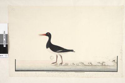 Side 87. Hæmatopus. nederst til højre i anden hånd september. langs nederste kant i tredje hånd Hannen og hunnen ses altid sammen på klipperne og lavpunkterne, men har helt forladt havnen fra at blive hyppigt forstyrret, iris er meget lys. af Unknown artist