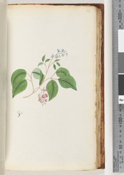 Page 87. Unidentified plantdani af Unknown artist