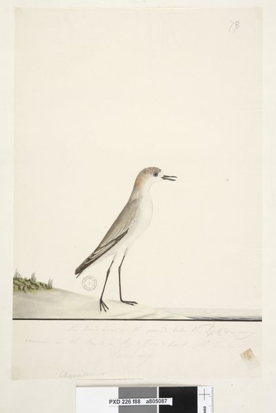 Page 88. Charadrius. below frame line in different hand This bird runs on the ground like the Sand Lark and is very common on the sands in the different parts of the harbor. below this in third hand Natural size Red, capped Dotterel Charadrius alexandrinud af Unknown artist