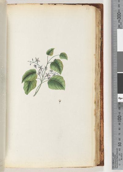 Page 88. Unidentified plantdani af Unknown artist