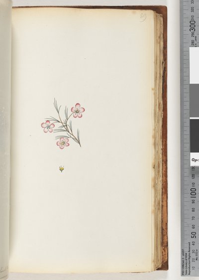 Side 89. Ingen inskription. Uidentificeret plante af Unknown artist
