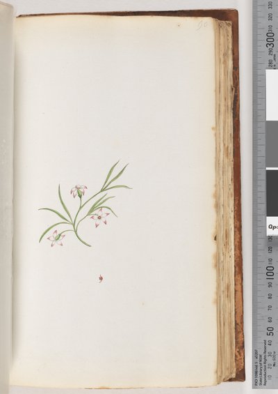 Side 90. Uidentificeret plante (akvarel) af Unknown artist