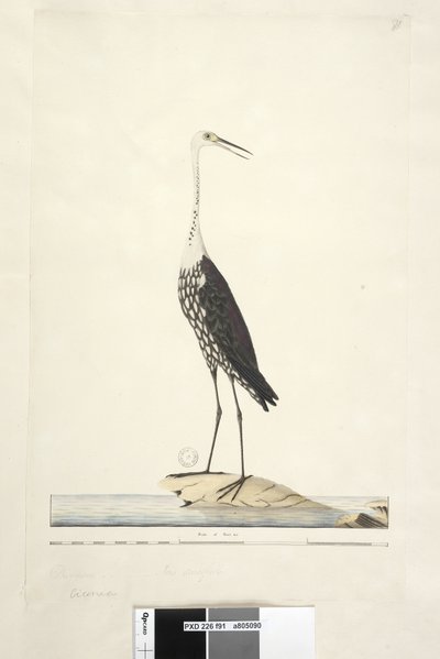 Side 91. Ciconia. ovenstående titel i anden hånd december, iris tvivlsom Hvid, halshejre Ardea pacifica Notophoyx pacifica, 1791-92 af Unknown artist