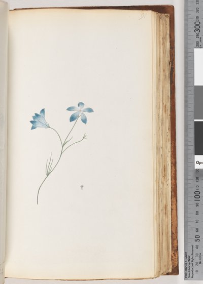 Side 91. Uidentificeret plante af Unknown artist