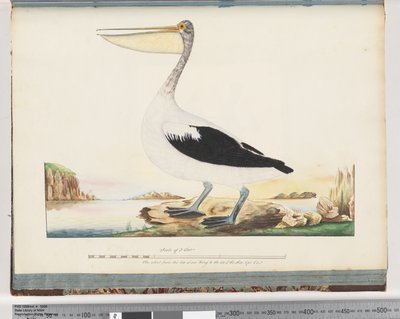 Side 92. Australsk pelikan af Unknown artist