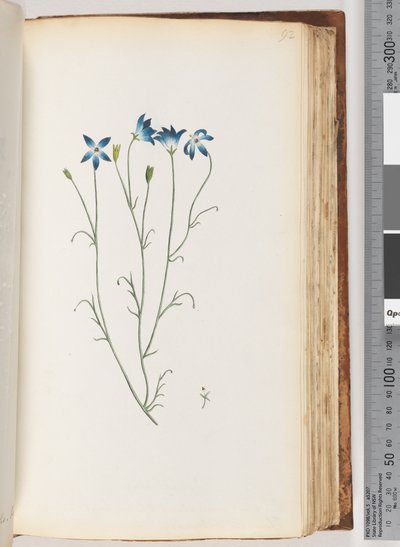 Page 92. Unidentified plantdani af Unknown artist
