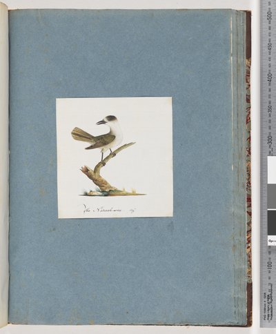 Side 93. Uidentificeret fugl af Unknown artist