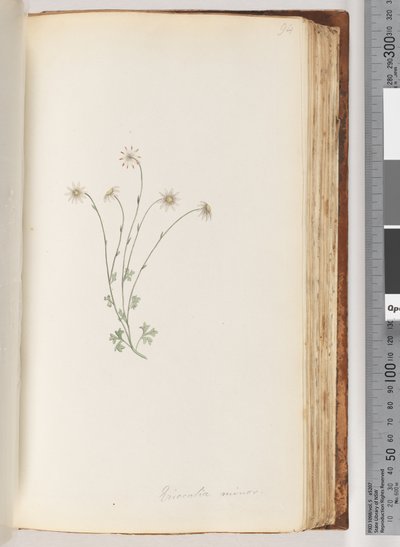 Page 94. Eriocalia minordani af Unknown artist