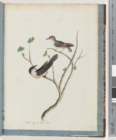 Page 94. Unidentified birdsdani af Unknown artist