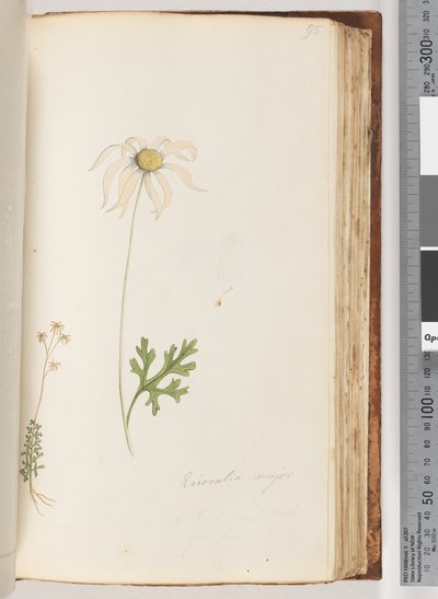 Side 95. Eriocalia major af Unknown artist