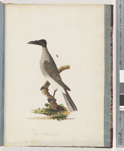 Side 95. Støjende Friarbird. Honeyeater med knopfront af Unknown artist