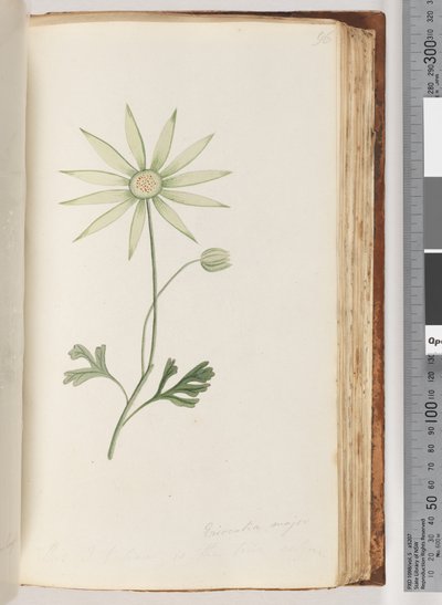 Side 96. Eriocalia major. Dette tror jeg er den sande farve af Unknown artist