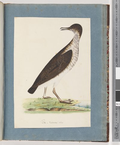Page 96. Unidentified Birddani af Unknown artist