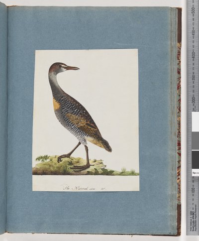 Side 99. Buff-banded Rail af Unknown artist