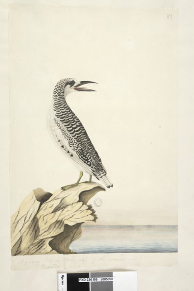 Side 99. Phaeton. i anden hånd En ung Tropic Bird 1/2 af den naturlige størrelse Rød, Tailed Tropicbird Phaethon rubricauda, 1791-92 af Unknown artist