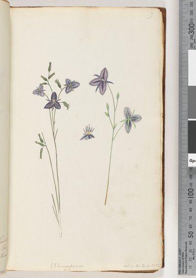Side 9. Chlamysporum Sal. i Par Lond. nr. 35 af Unknown artist